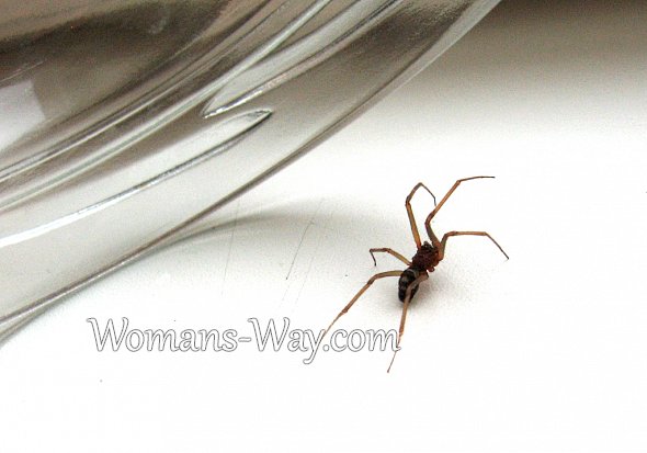 Поймать и выпустить на свободу паука можно с помощью стеклянной банки или пластикового стакана