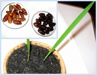 Выращивание финиковой пальмы из косточки в домашних условиях 